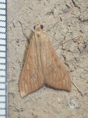 Antigastra catalaunalis