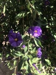 Lycianthes rantonnetii