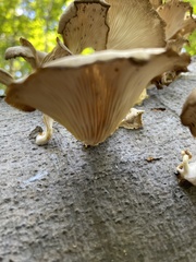 Fungi