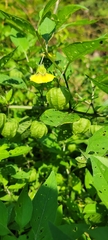 Physalis virginiana