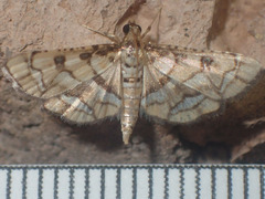 Hileithia magualis