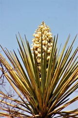 Agavoideae