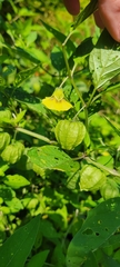 Physalis virginiana