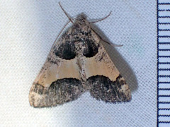 Frederickia hypaethrata