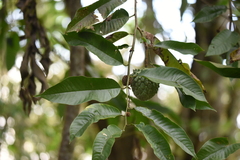 Annona