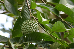 Annona