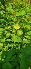 Physalis virginiana
