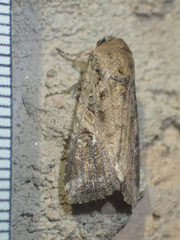 Spodoptera frugiperda