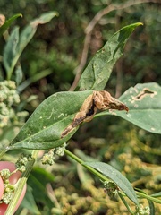 Chrysoesthia sexguttella