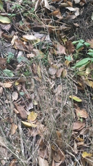 Poa nemoralis