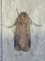 Feltia subterranea