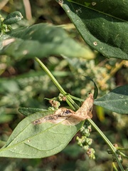 Chrysoesthia sexguttella
