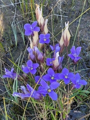 Gentianopsis virgata