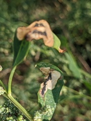 Chrysoesthia sexguttella