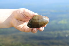 Alasmidonta marginata