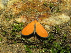 Eudulophasia