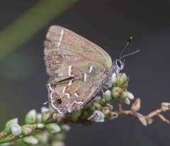 Callophrys gryneus