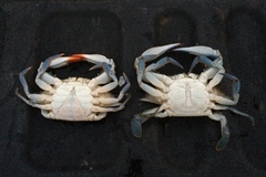 Callinectes sapidus