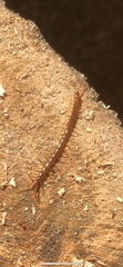 Scolopendromorpha