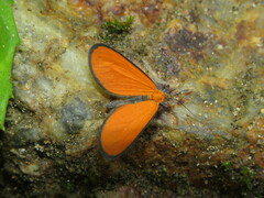 Eudulophasia