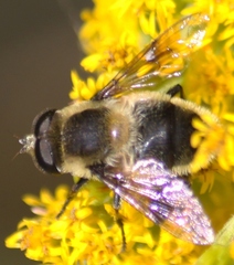 Eristalis anthophorina