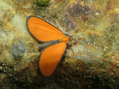 Eudulophasia