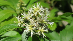 Pachysandra terminalis