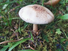 Macrolepiota procera