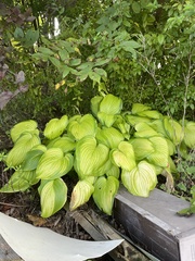 Hosta capitata