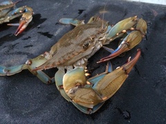 Callinectes sapidus