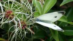 Pieris
