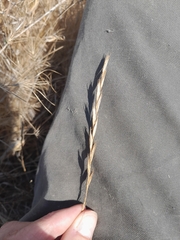 Elymus glaucus