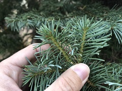 Abies concolor