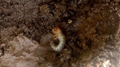 Scarabaeidae