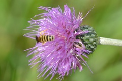 Cirsium canum