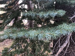 Abies concolor