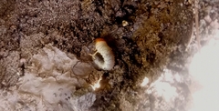 Scarabaeidae