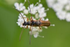 Alosterna tabacicolor