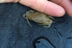 Callinectes sapidus