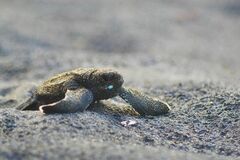 Dermochelys coriacea