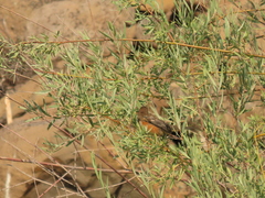 Salix exigua hindsiana