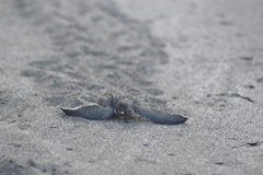 Dermochelys coriacea