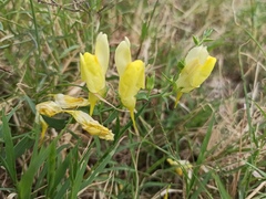 Linaria dalmatica