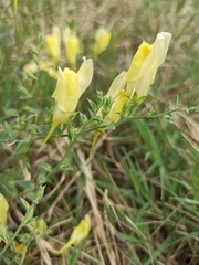 Linaria dalmatica