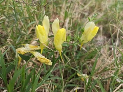 Linaria dalmatica