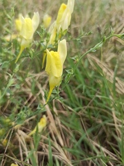 Linaria dalmatica