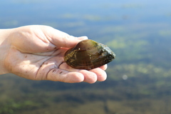 Alasmidonta marginata