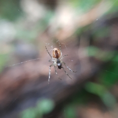 Metellina segmentata