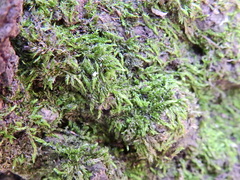 Brachytheciaceae