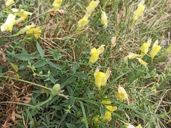 Linaria dalmatica